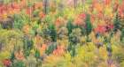 Utah-Logan Pass with Aspen and Maples in Fall Color Art Print